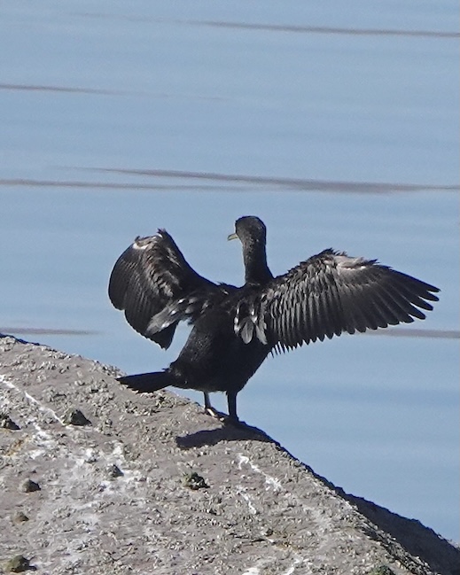 shag